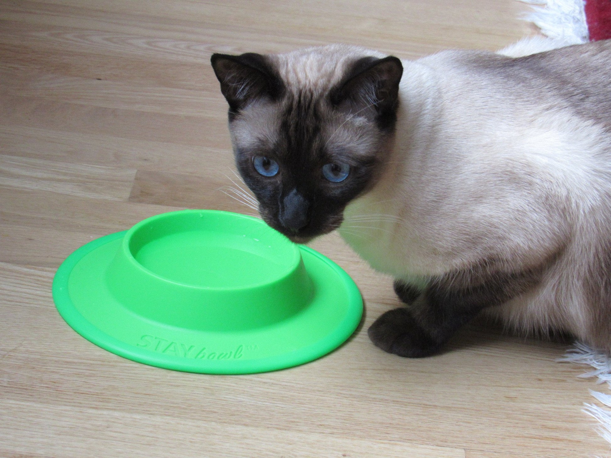 An application scenario or product detail of spill proof bowl for cats - Image 5