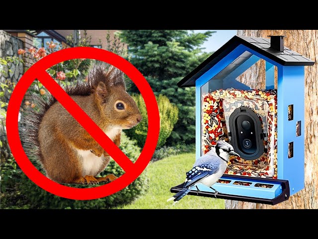 An application scenario or product detail of squirrel proof bird feeder with camera - Image 14