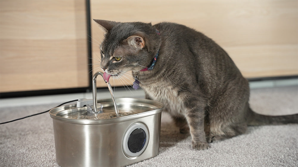 An application scenario or product detail of stainless steel cat water fountain made in usa - Image 12