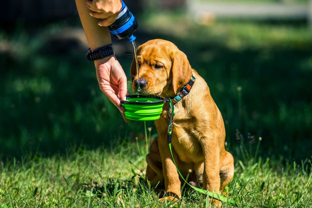 An application scenario or product detail of tap water for dogs - Image 6