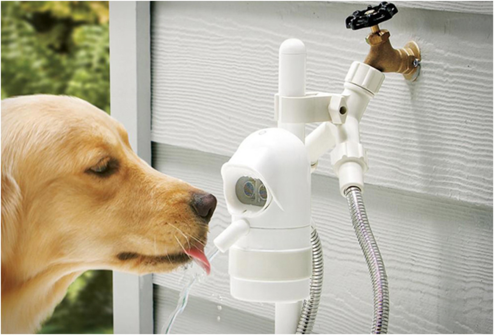 An application scenario or product detail of tap water for dogs - Image 9