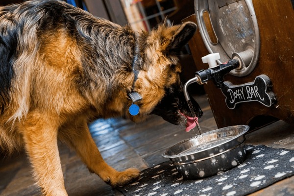 An application scenario or product detail of tap water for dogs - Image 15