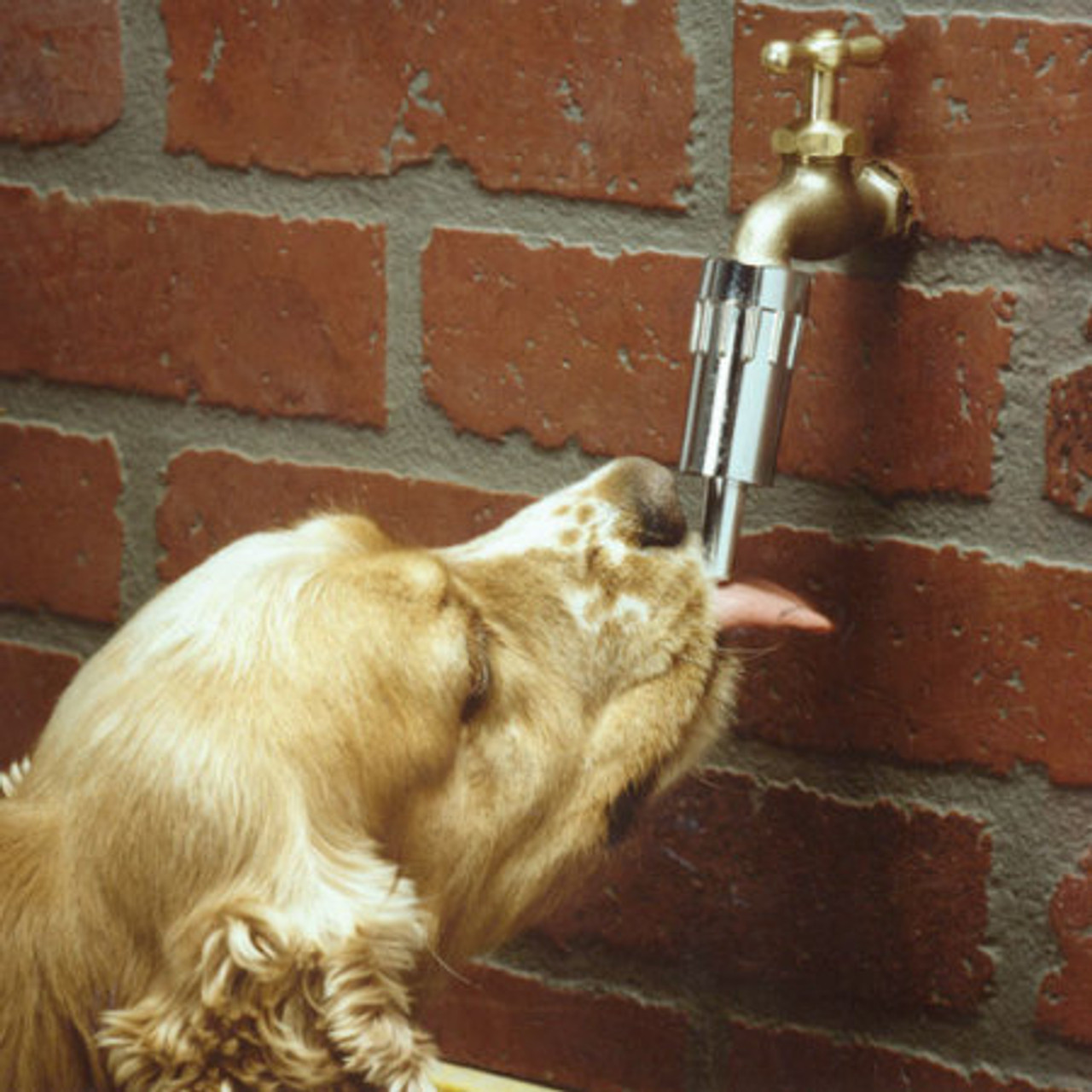 An application scenario or product detail of tap water for dogs - Image 21