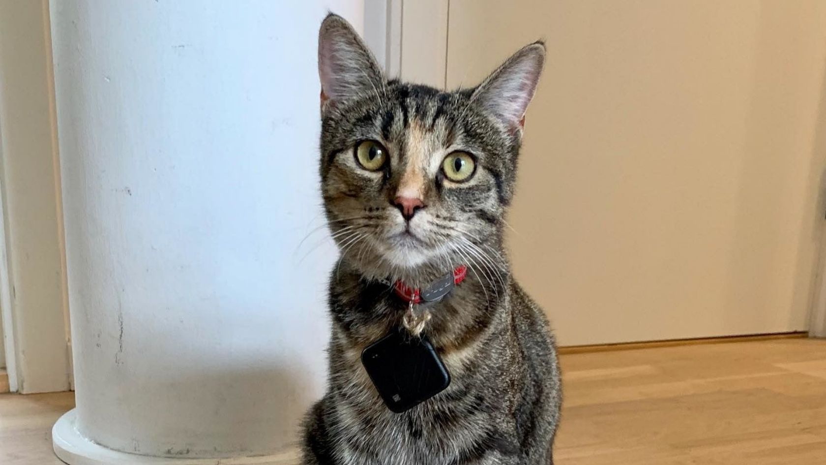 An application scenario or product detail of tile for tracking pets - Image 5