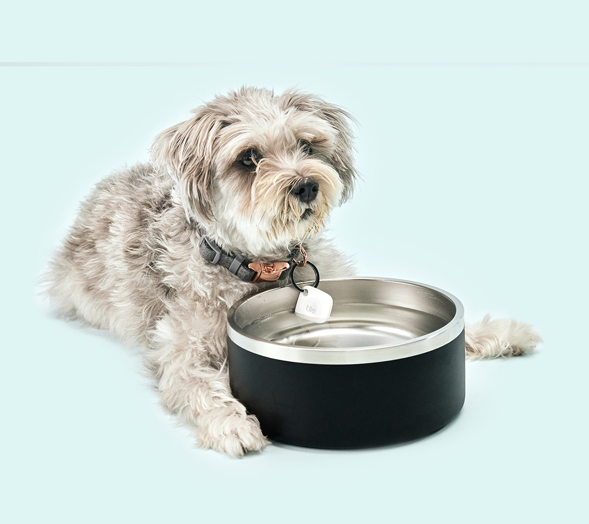 An application scenario or product detail of tile for tracking pets - Image 18