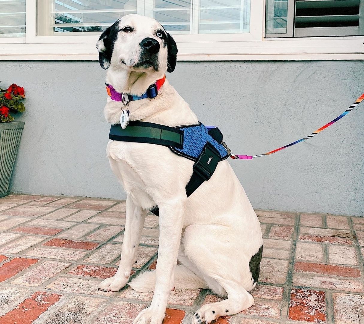 An application scenario or product detail of tile tracker for dog - Image 9