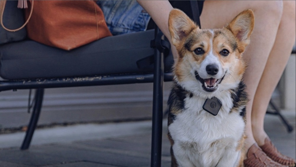 An application scenario or product detail of tile tracker for dog - Image 19