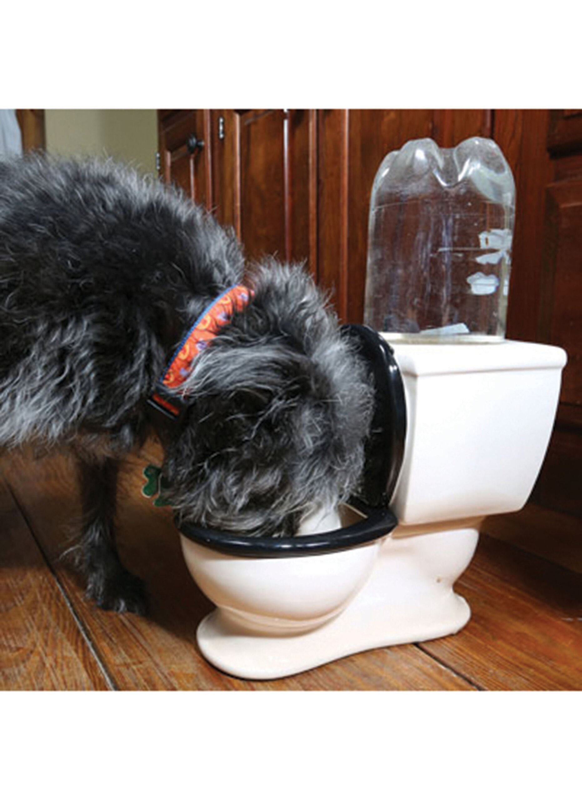 An application scenario or product detail of toilet water bowl for dogs - Image 1
