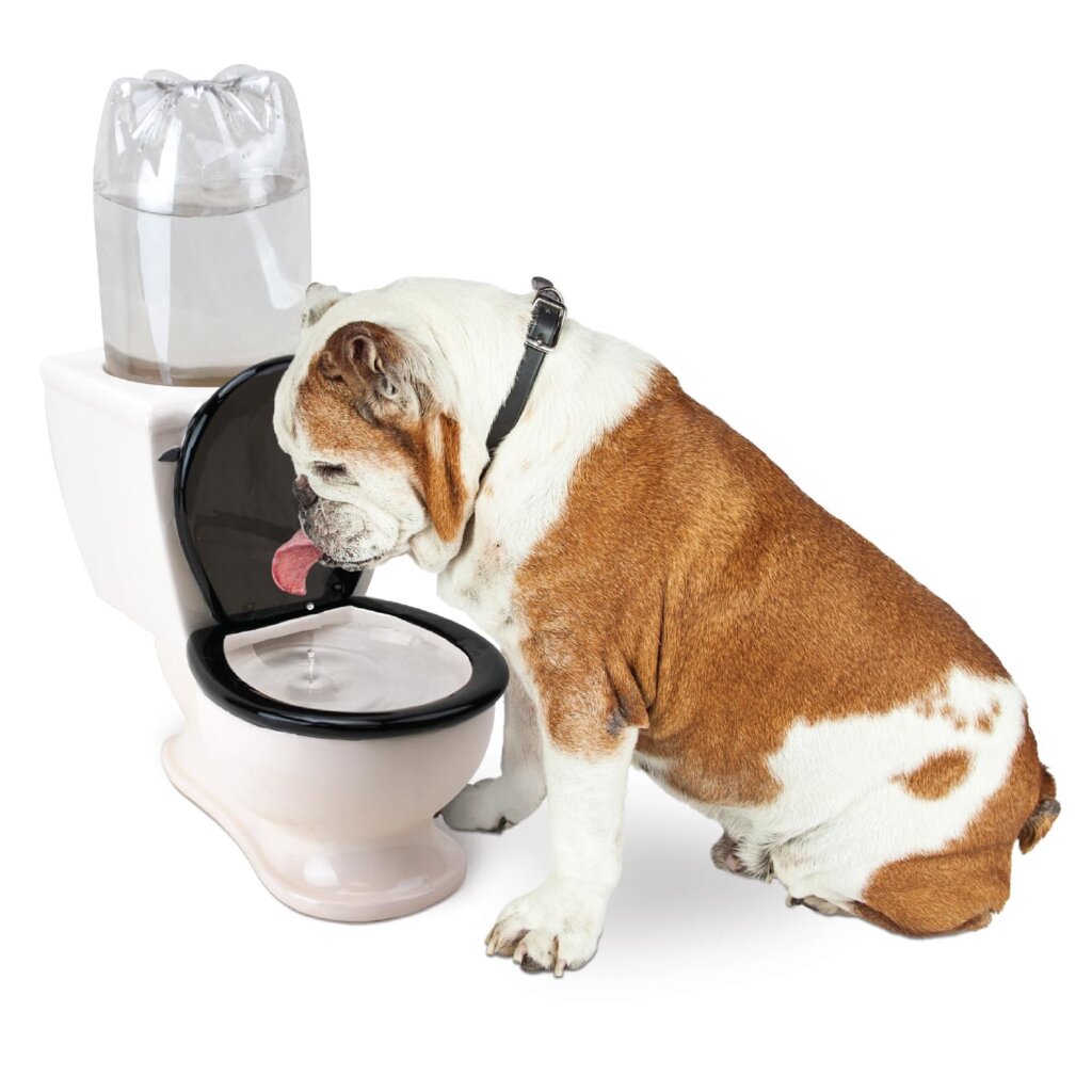 Featured image for the toilet water bowl for dogs guide