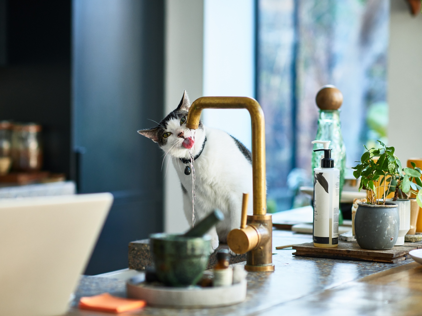 An application scenario or product detail of tomxcute cat water fountain - Image 14