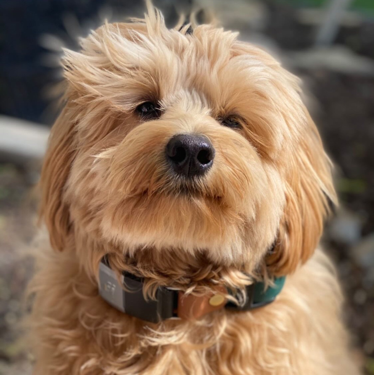 An application scenario or product detail of track and train dog collars - Image 18