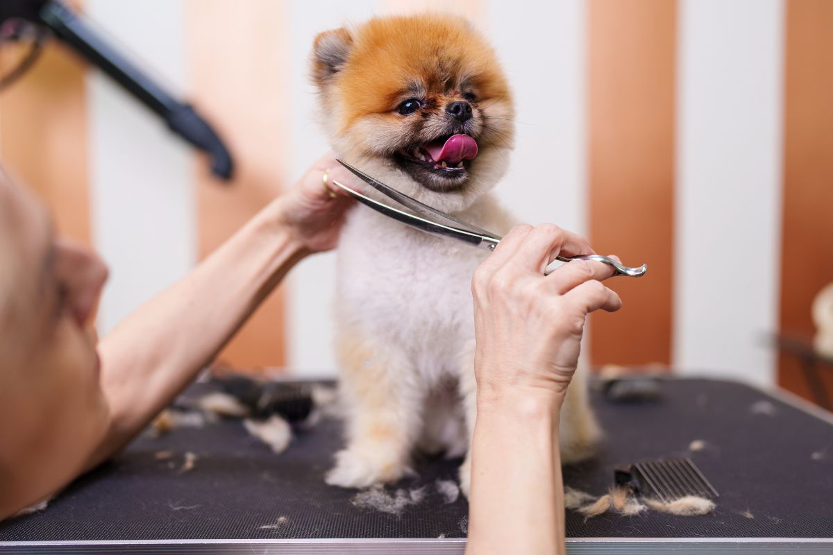 An application scenario or product detail of unique dog business ideas - Image 11