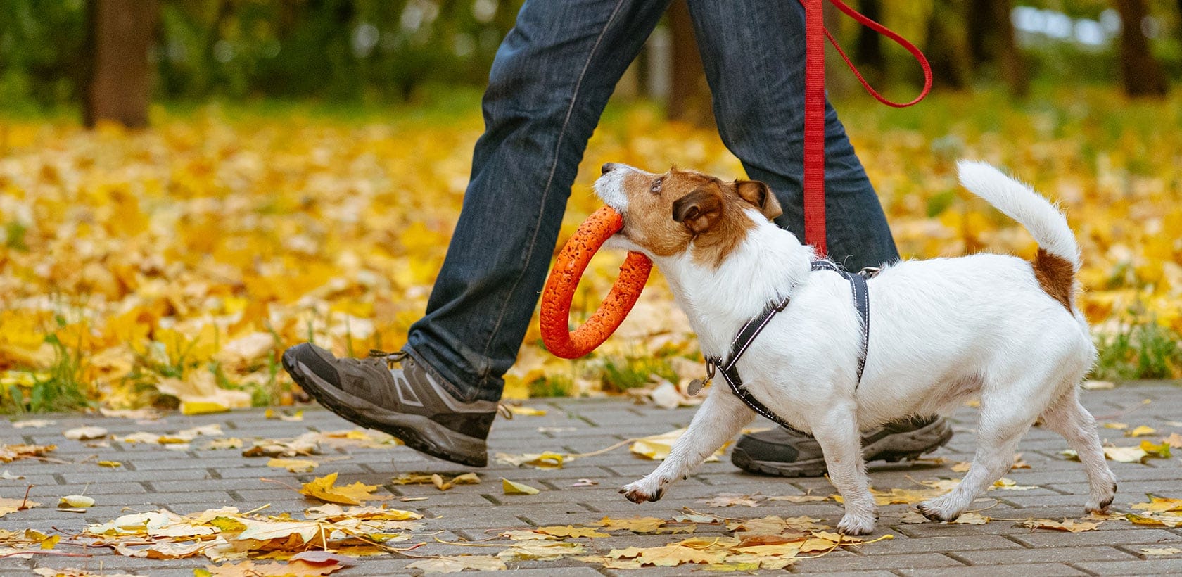 An application scenario or product detail of unique dog business ideas - Image 15