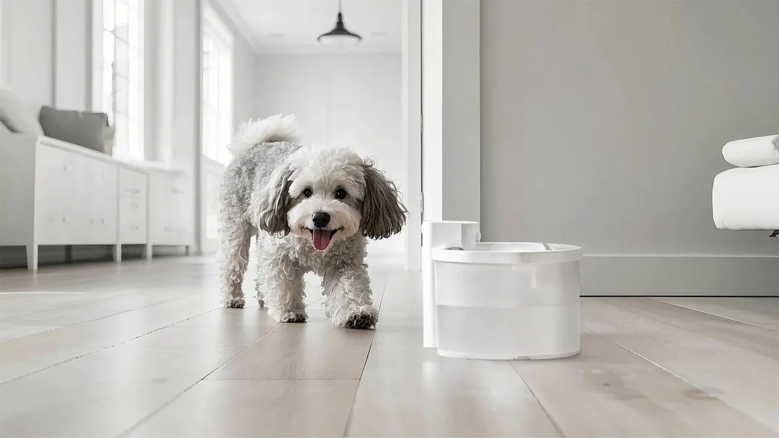 An application scenario or product detail of uv pet water fountain - Image 16