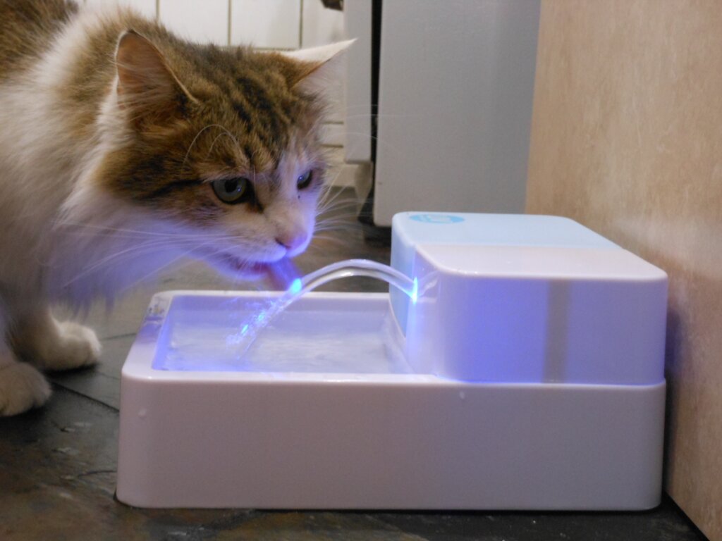 Featured image for the uv pet water fountain guide