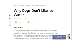 WagWalking - Hydration Tips for Your Dog
