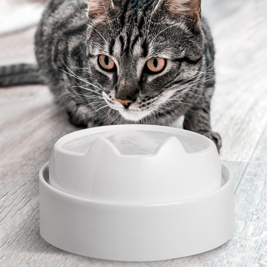 An application scenario or product detail of water bowl for cats - Image 5