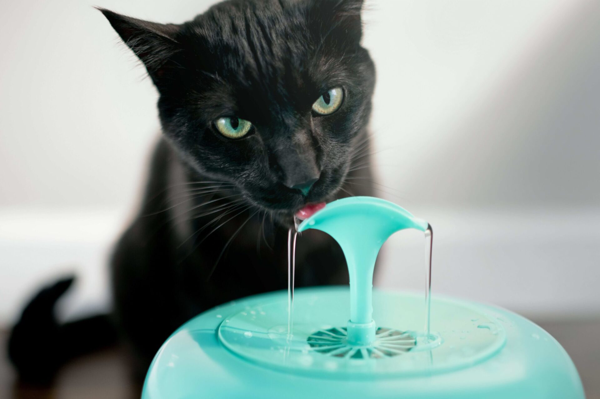 An application scenario or product detail of water bowl for cats - Image 12