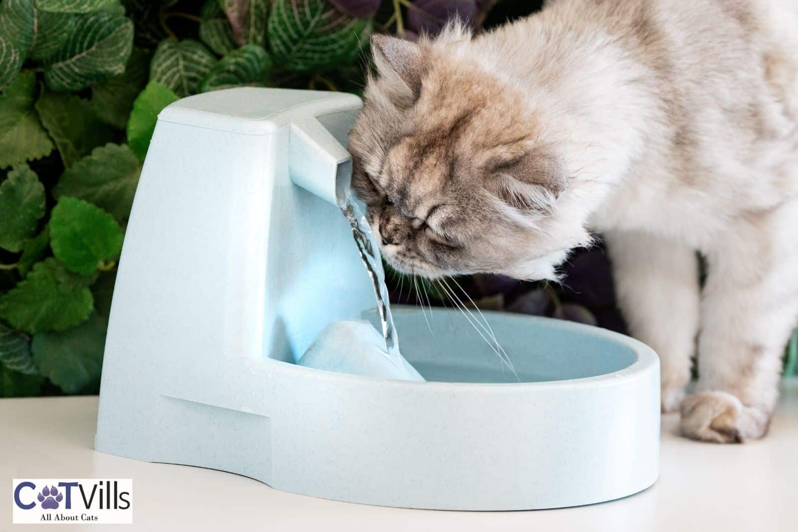 An application scenario or product detail of water bowl for cats - Image 20