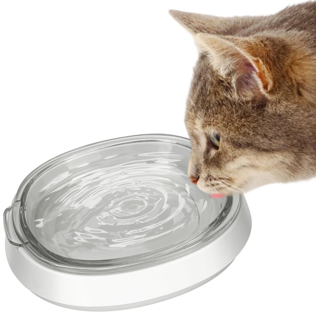Featured image for the water bowl for cats guide
