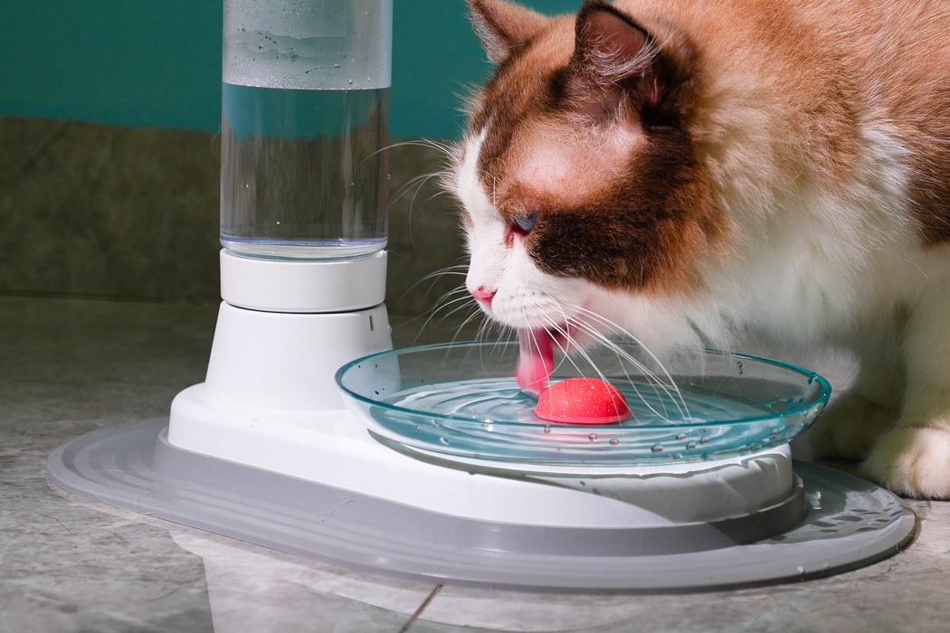 An application scenario or product detail of water bowls for cats - Image 15