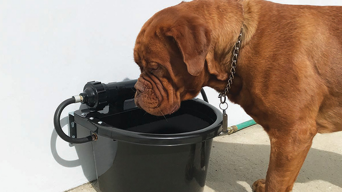 An application scenario or product detail of water filter dog bowl - Image 10