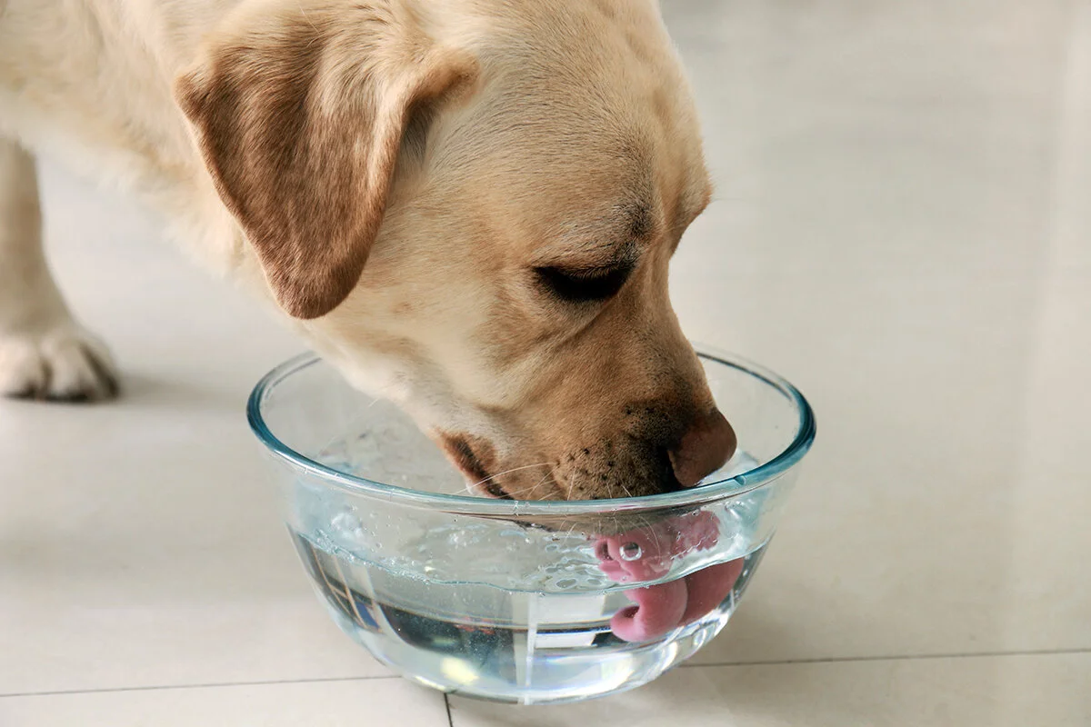 An application scenario or product detail of water hardness for dogs - Image 20
