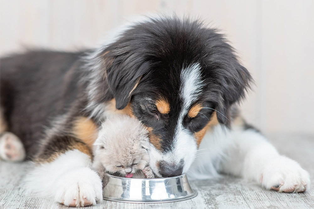 An application scenario or product detail of water hardness for dogs - Image 22