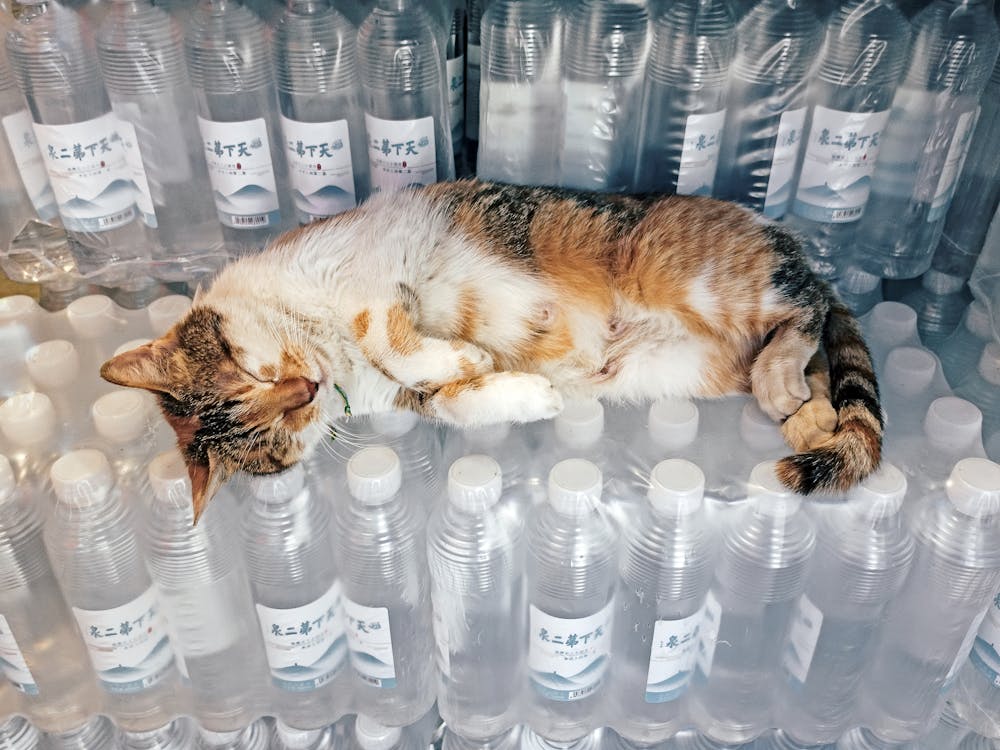 An application scenario or product detail of water pet - Image 22