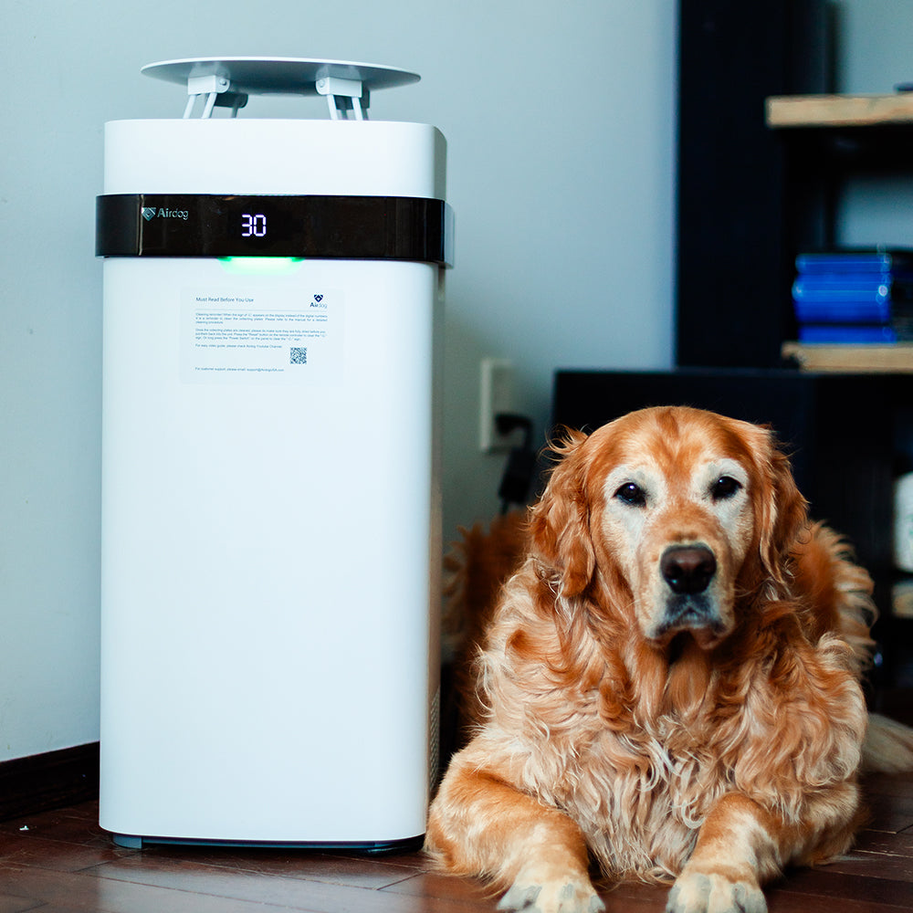 An application scenario or product detail of water purifier for dogs - Image 10