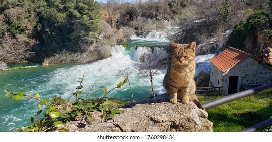 An application scenario or product detail of waterfall cat - Image 8