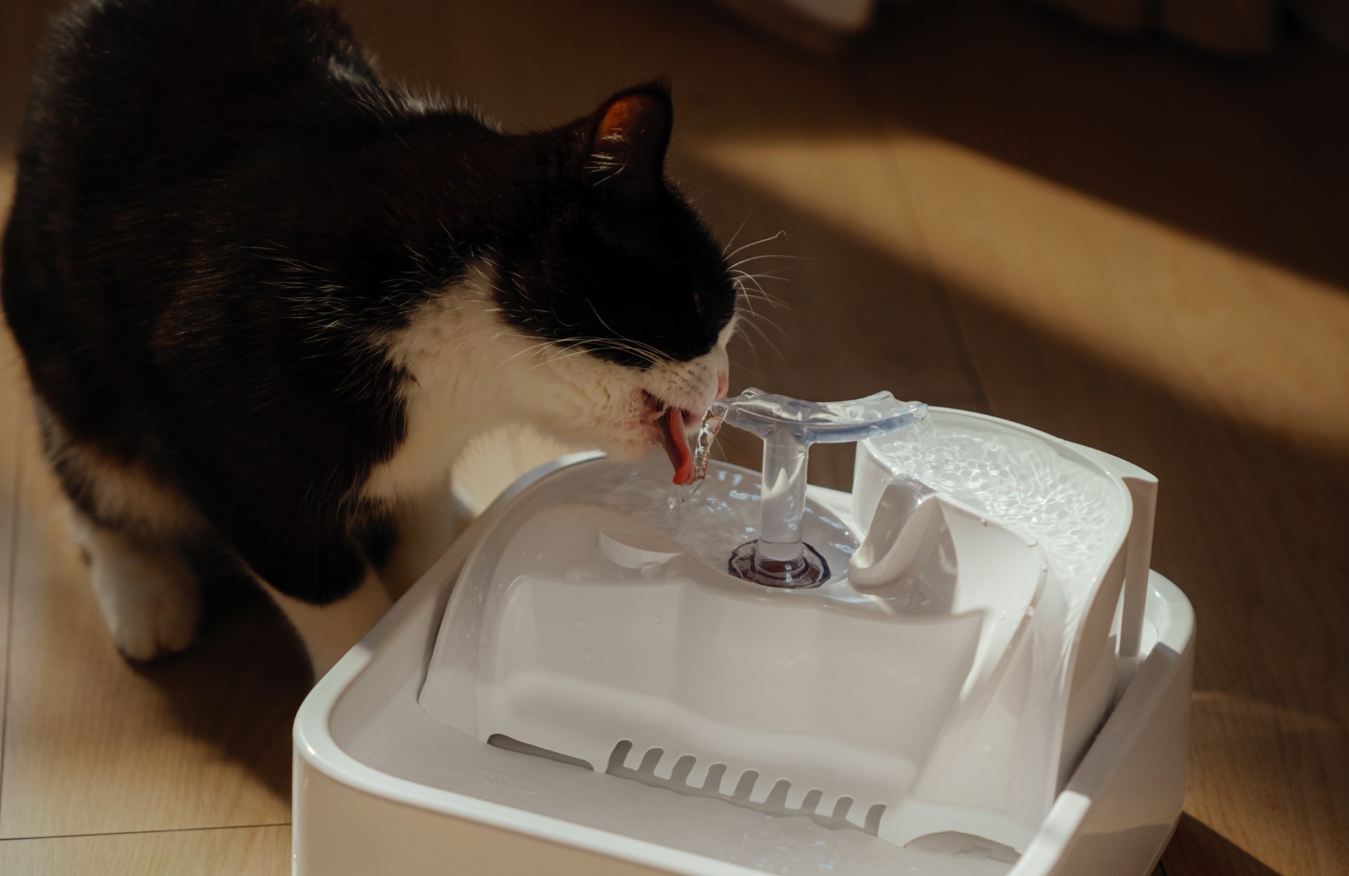 An application scenario or product detail of waterfall cat bowl - Image 13