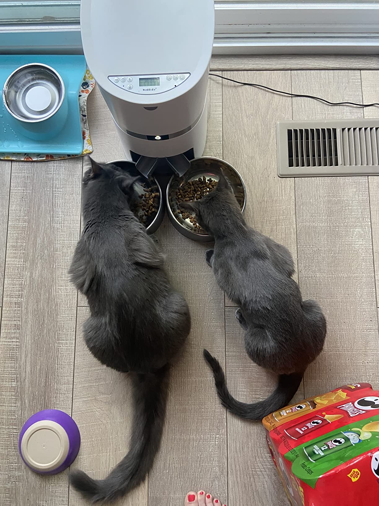 An application scenario or product detail of welltobe automatic cat feeder - Image 17