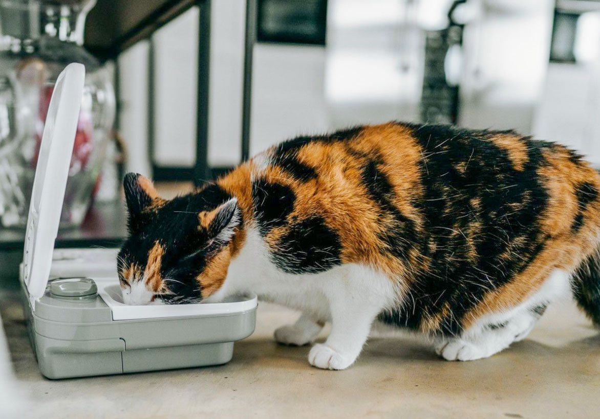 An application scenario or product detail of wet cat food feeders - Image 20