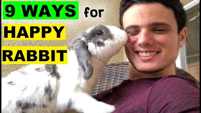 An application scenario or product detail of what do bunnies do when they are happy - Image 7