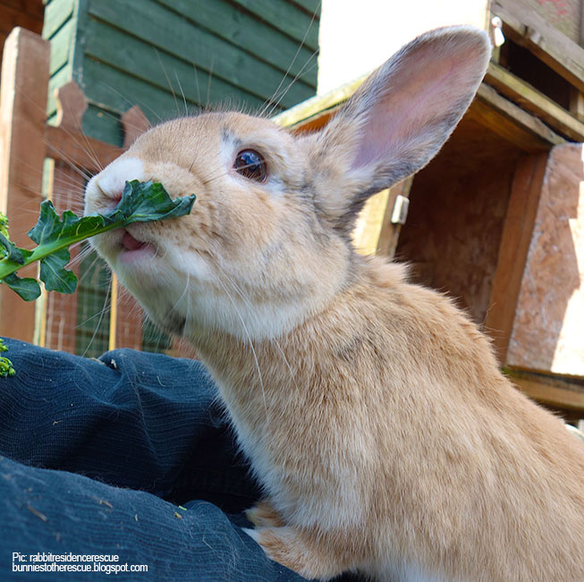 An application scenario or product detail of what do bunnies do when they are happy - Image 9
