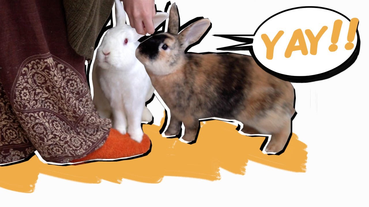 An application scenario or product detail of what do bunnies do when they are happy - Image 12
