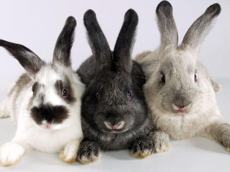 An application scenario or product detail of what do bunnies do when they are happy - Image 16