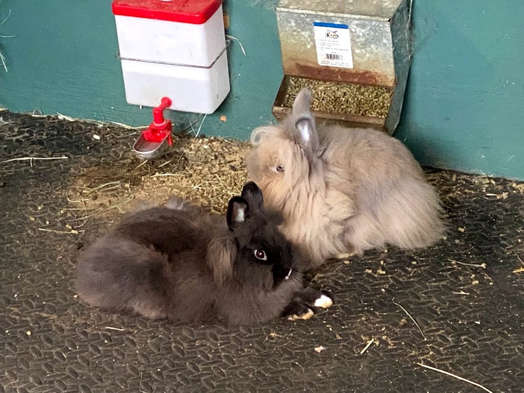 An application scenario or product detail of what do bunnies do when they are happy - Image 18