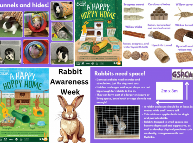 Featured image for the what do bunnies do when they are happy guide