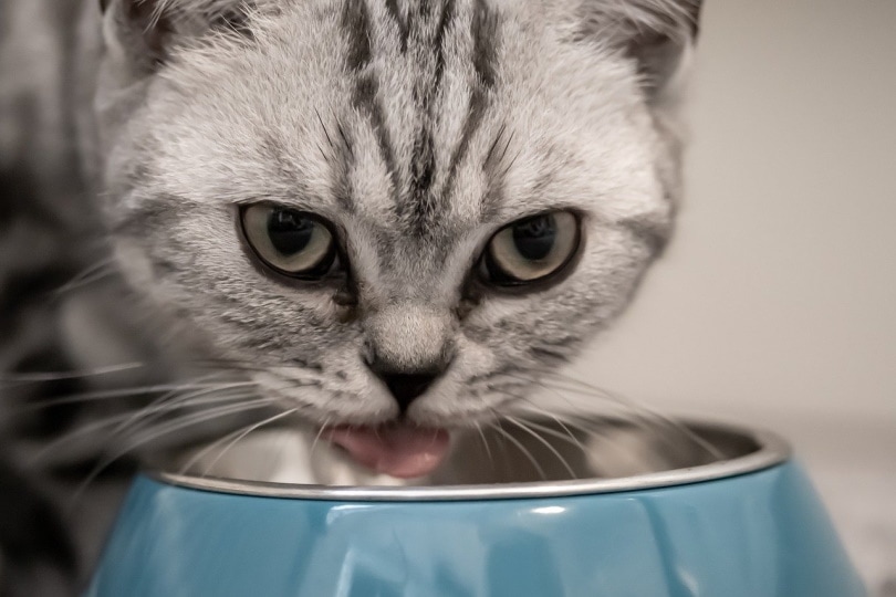 An application scenario or product detail of what is the best highest rated water bowl for cats - Image 8