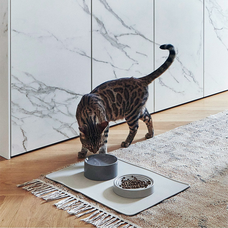 An application scenario or product detail of what is the best highest rated water bowl for cats - Image 9