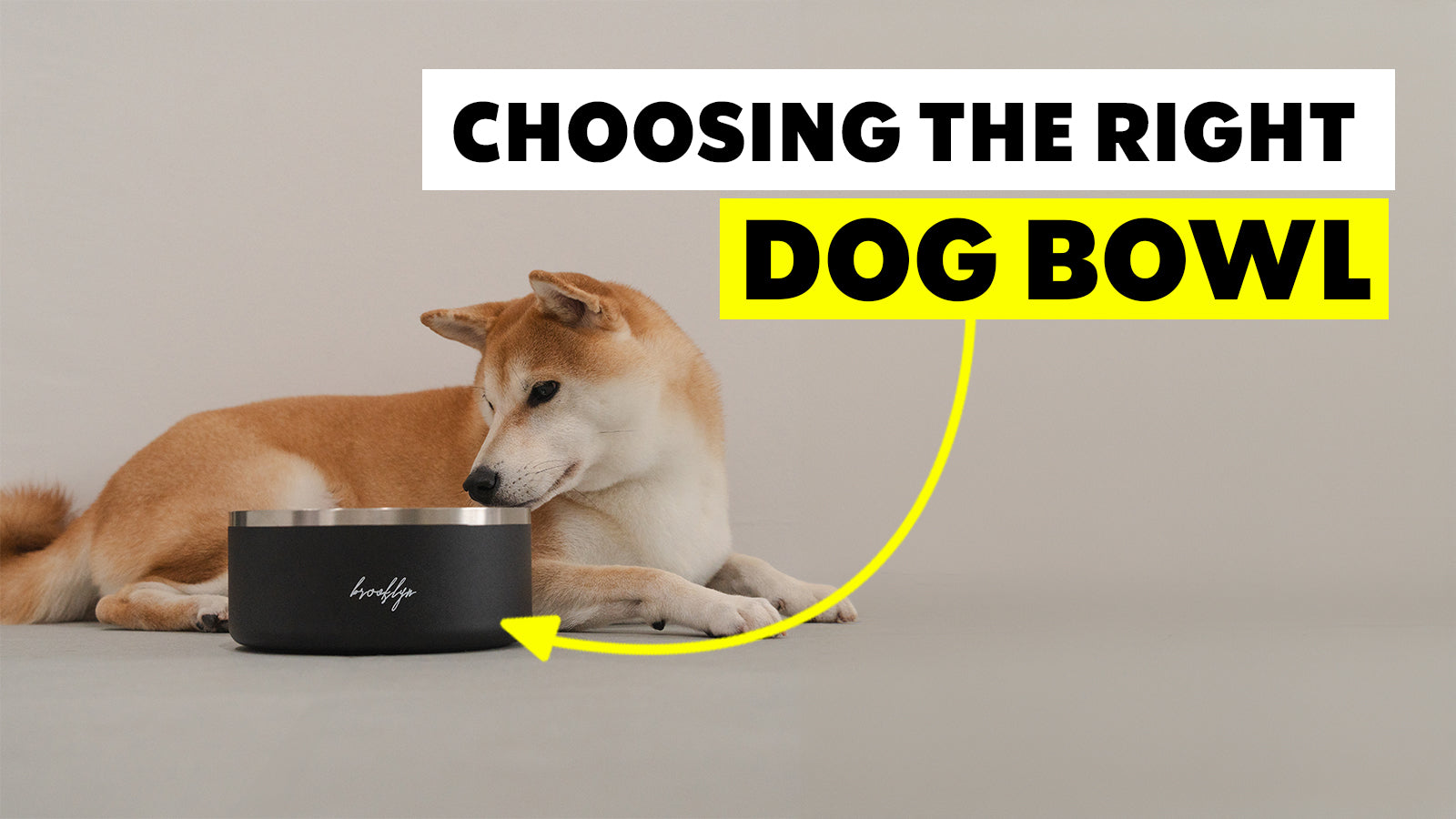 An application scenario or product detail of what type of bowl is best for dogs - Image 14
