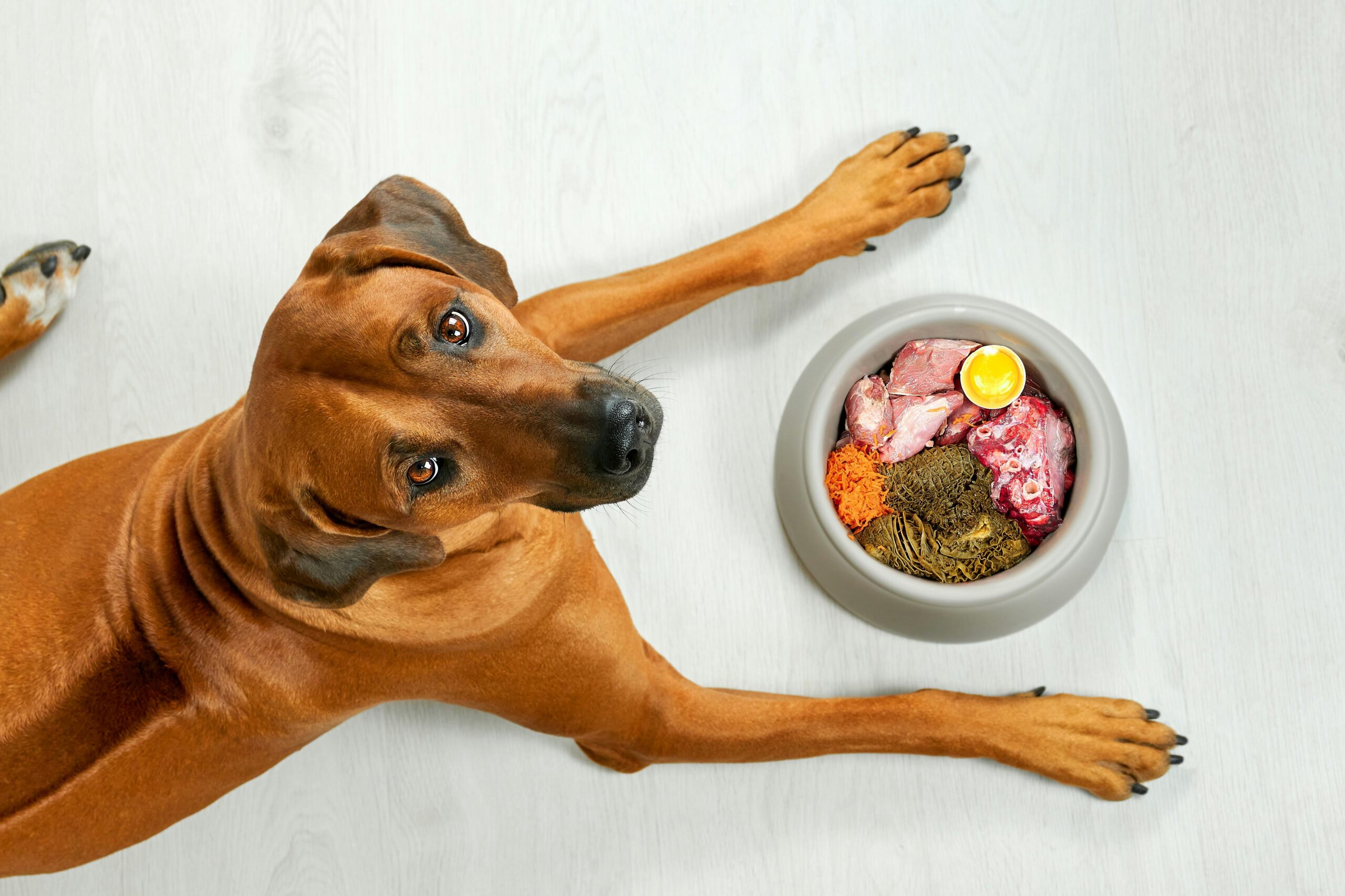 An application scenario or product detail of what type of bowl is best for dogs - Image 15