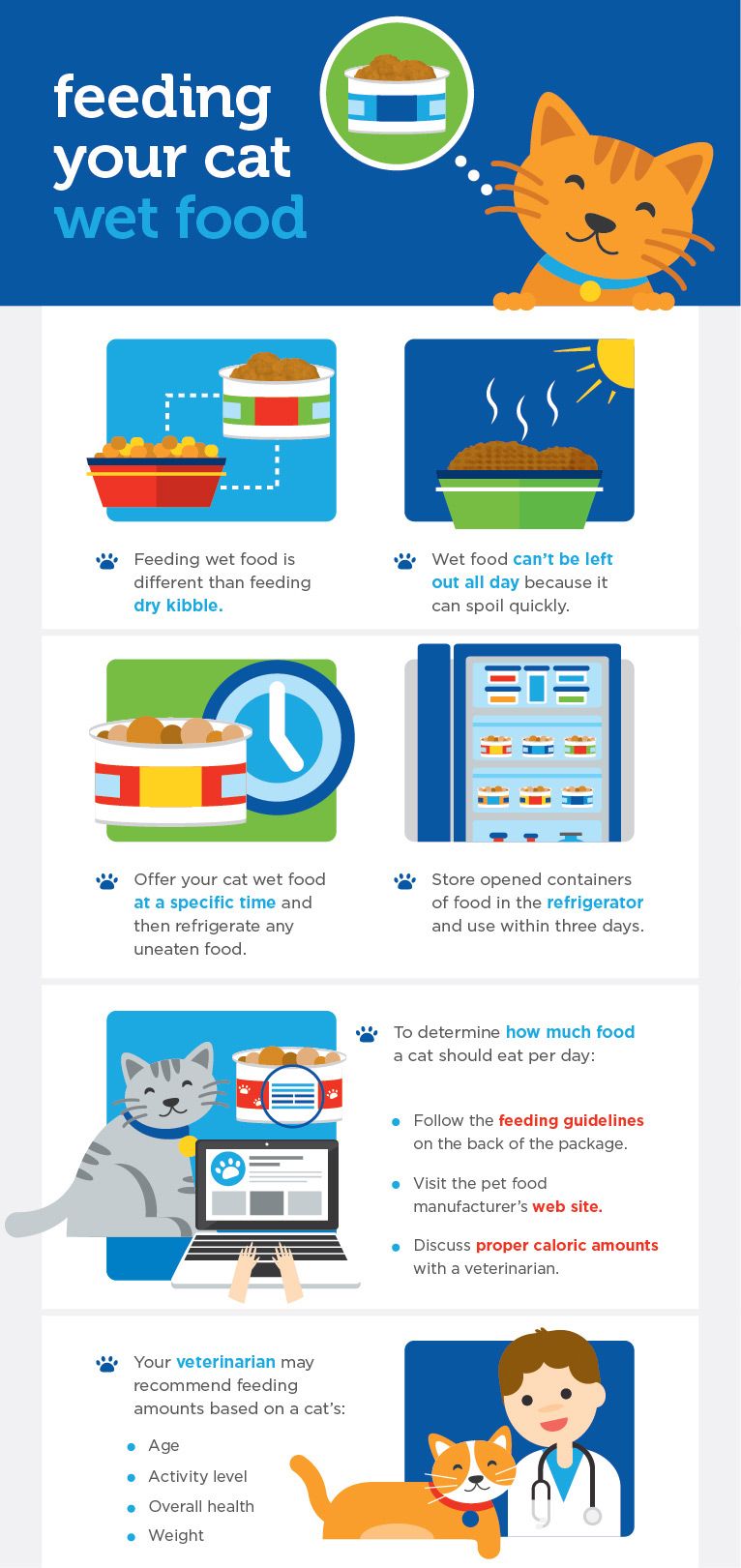 An application scenario or product detail of when can cats eat wet food - Image 9