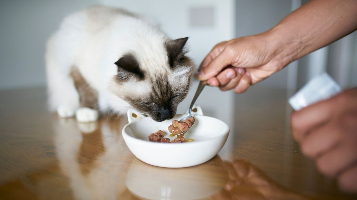 An application scenario or product detail of when can cats eat wet food - Image 11