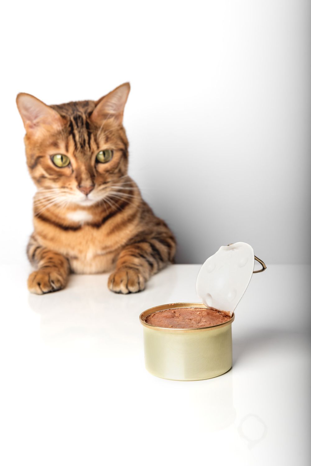 An application scenario or product detail of when can cats eat wet food - Image 15
