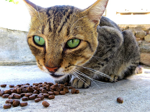 An application scenario or product detail of when can cats eat wet food - Image 20