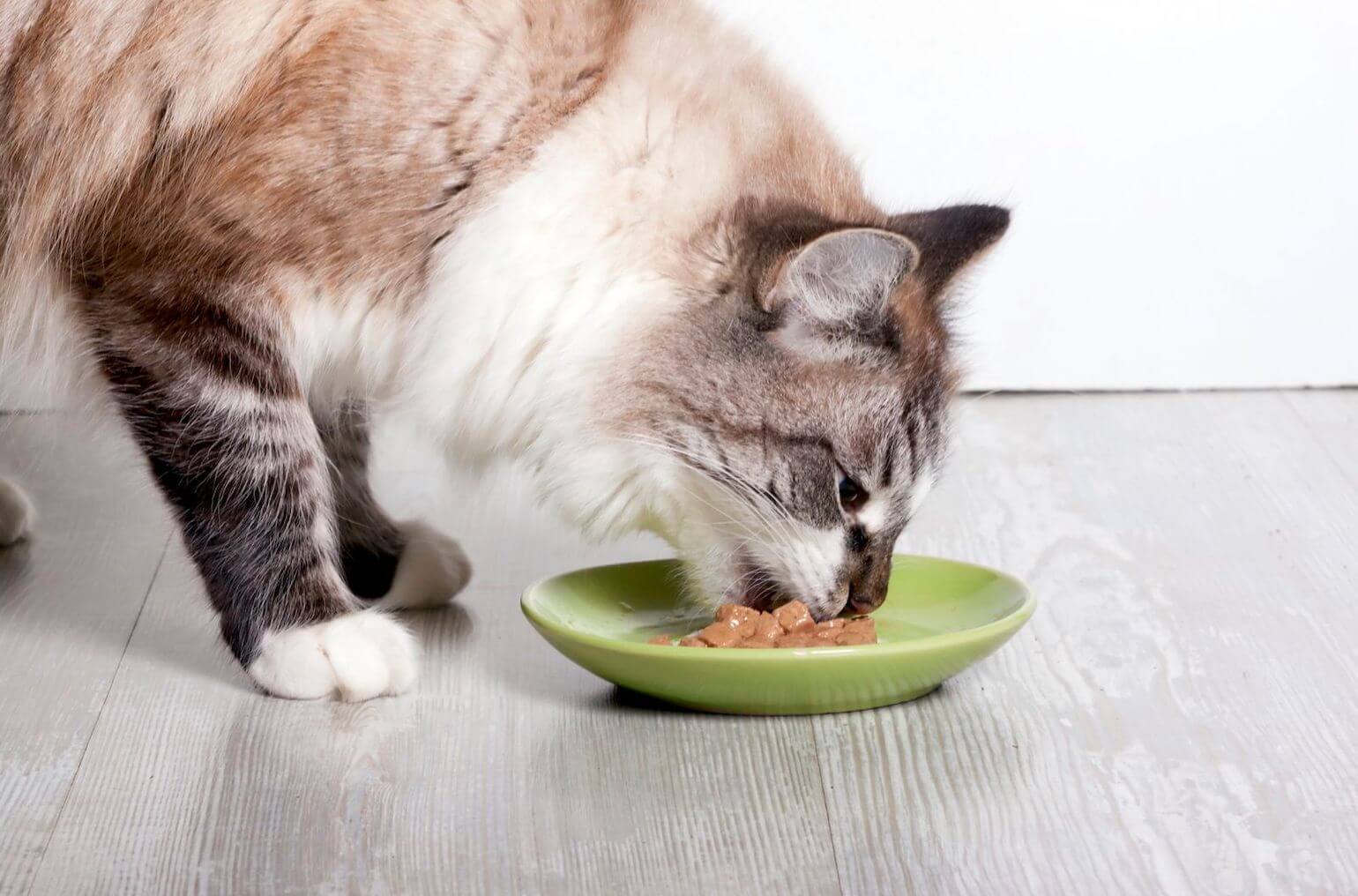 An application scenario or product detail of when can cats eat wet food - Image 21