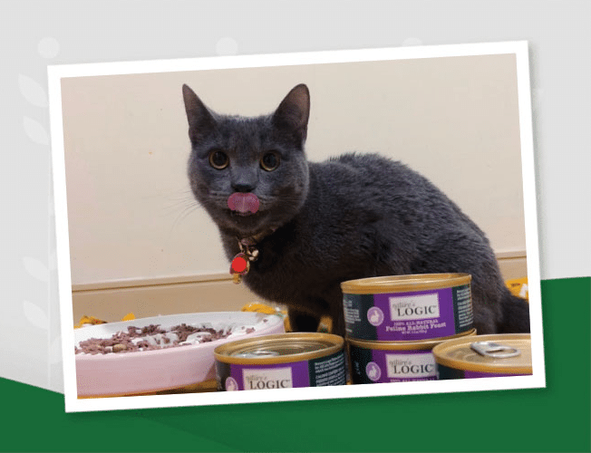 An application scenario or product detail of when can cats eat wet food - Image 22